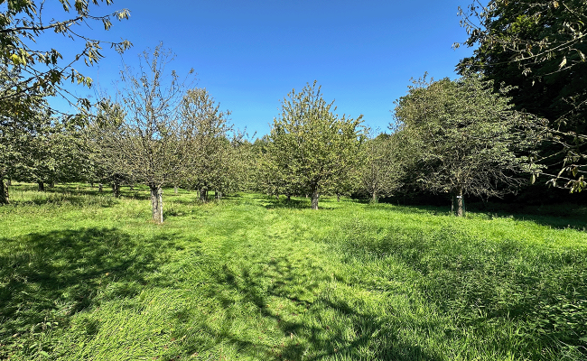 Image - Beschilderung der Kirschbäume im Hagener Kirschlehrpfad